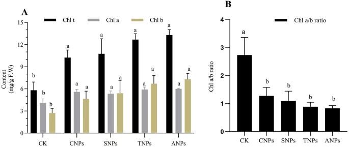 Effect of nanoparticles on the growth of okra cultivated in soil affected by rocky desertification