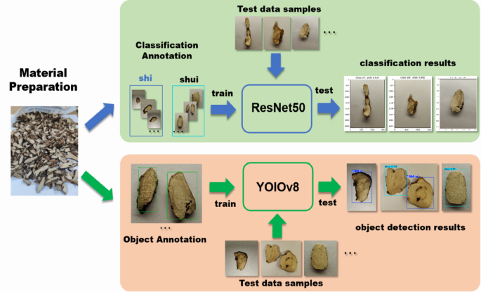 From image to insight deep learning solutions for accurate identification and object detection of Acorus species slices