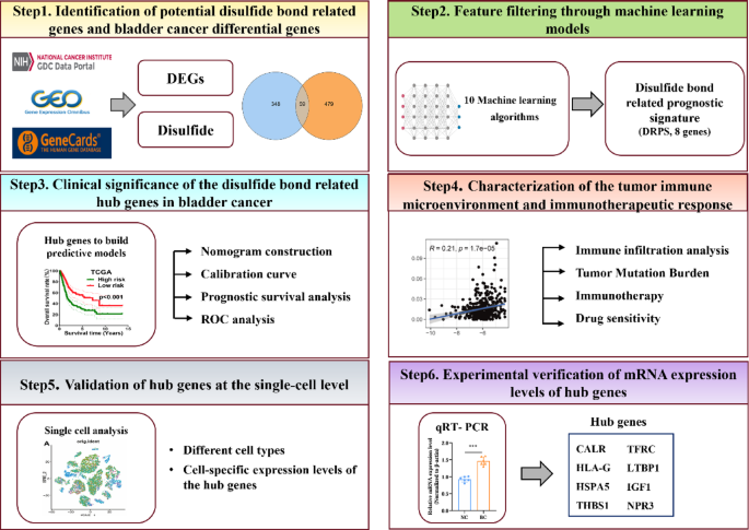 Disulfide bond-related gene signature development for bladder cancer prognosis prediction and immune microenvironment characterization