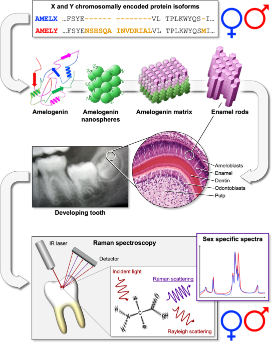 Advancing non-destructive sex determination on human dental enamel using Raman spectroscopy