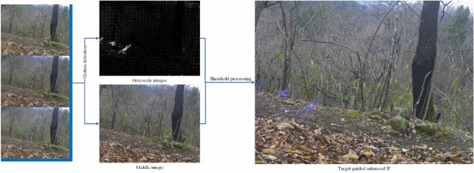 A novel target-oriented enhanced infrared camera trap data screening method