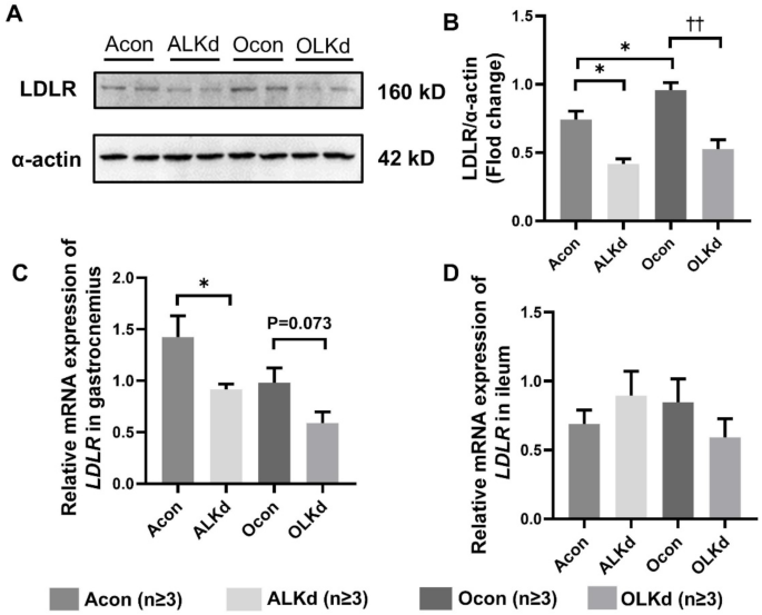 The role of gut microbiota on skeletal muscle strength in LDLR knockdown aging mice