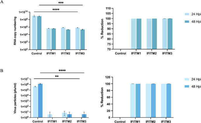 IFITMs exhibit antiviral activity against Chikungunya and Zika virus infection via the alteration of TLRs and RLRs signaling pathways