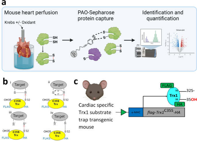 On the utility of immobilized phenylarsine oxide in the study of redox sensitive cardiac proteins