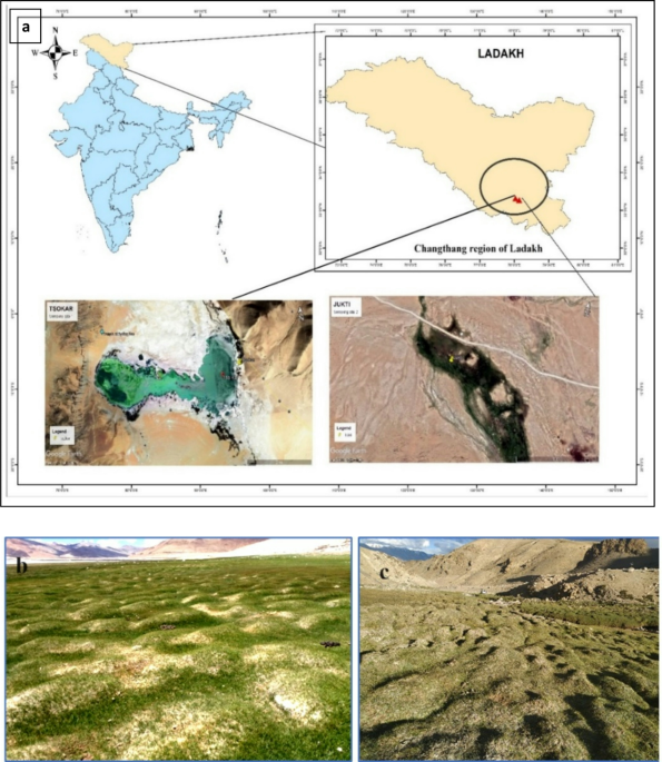 Exploring prokaryotic diversity in permafrost-affected soils of Ladakh’s Changthang region and its geochemical drivers