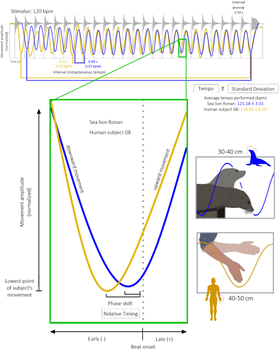 Sensorimotor synchronization to rhythm in an experienced sea lion rivals that of humans