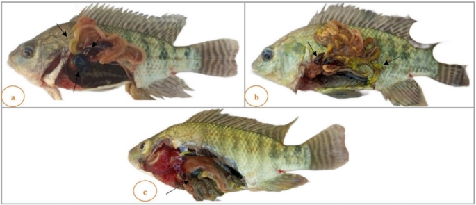 Azolla pinnata mitigates pendimethalin induced immunotoxicity, oxidative stress and histopathological changes in Oreochromis niloticus