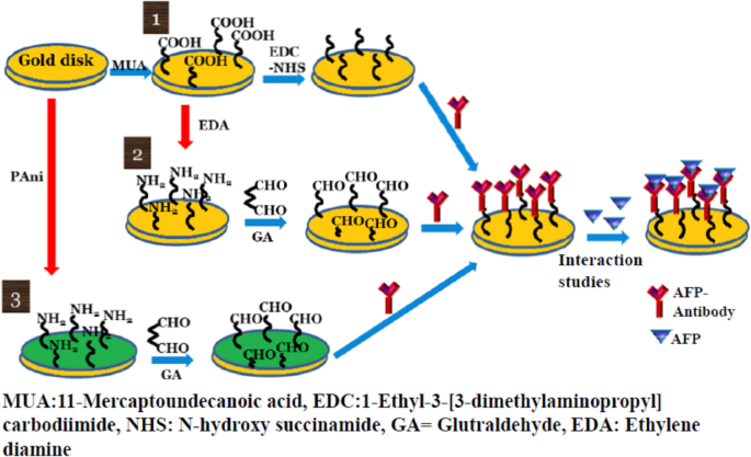 Electrochemical surface plasmon resonance based biosensor for α-fetoprotein detection via different coupling strategies
