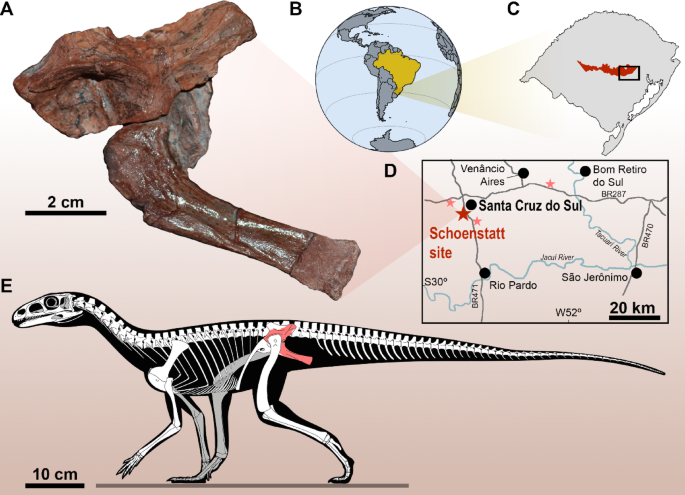 Continuous presence of dinosauromorphs in South America throughout the Middle to the Late Triassic