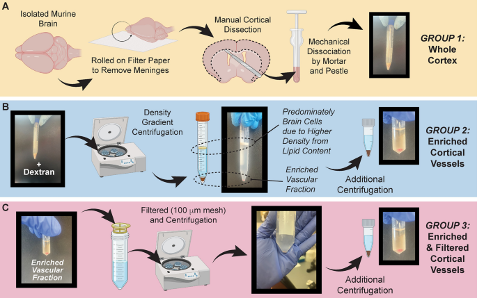 Optimized enrichment of murine blood–brain barrier vessels with a critical focus on network hierarchy in post-collection analysis