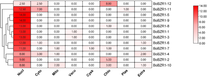 Genome-wide analysis of the BoBZR1 family genes and transcriptome analysis in Brassica oleracea