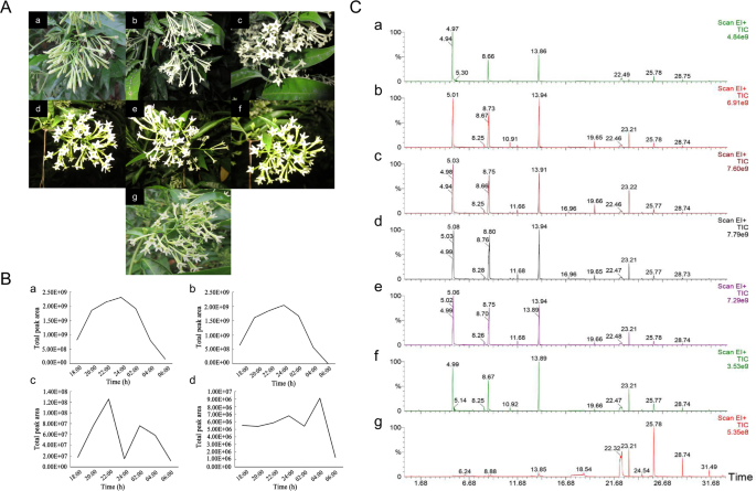 Unraveling the mechanism of fragrance release in Cestrum nocturnum through transcriptome and volatile compound profiling