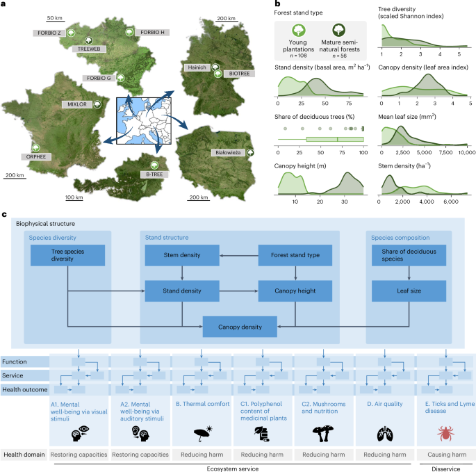 Forest biodiversity and structure modulate human health benefits and risks