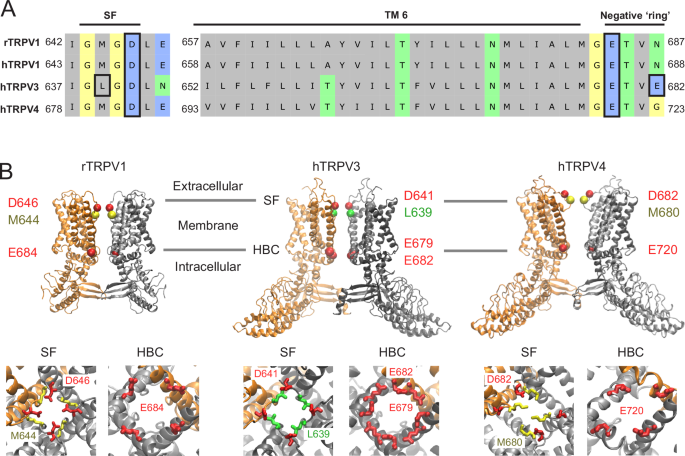 Molecular basis of TRPV3 channel blockade by intracellular polyamines