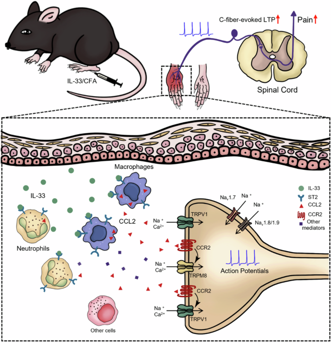 IL-33/ST2 drives inflammatory pain via CCL2 signaling and activation of TRPV1 and TRPM8