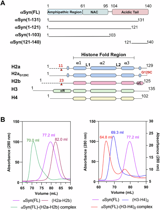 Structural and functional insights into the nuclear role of Parkinson’s disease-associated α-synuclein as a histone chaperone