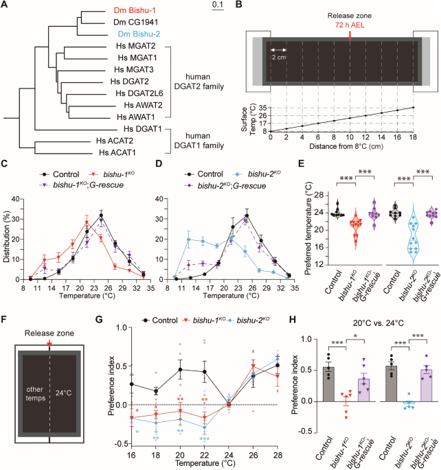 Monoacylglycerol acyltransferase maintains ionotropic receptor expression for cool temperature sensing and avoidance in Drosophila
