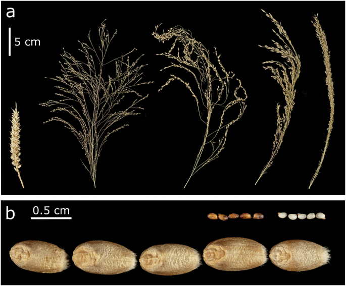 Population genomics uncovers loci for trait improvement in the indigenous African cereal tef (Eragrostis tef)