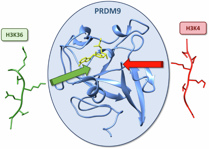 Investigation and design of the dual specificity of the PRDM9 protein lysine methyltransferase