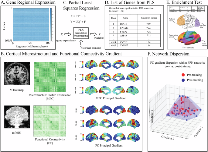 Neurogenetic phenotypes of learning-dependent plasticity for improved perceptual decisions