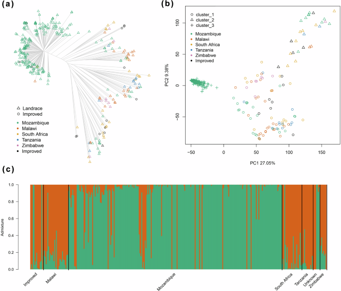Cowpea (Vigna unguiculata L. Walp.) landraces in Mozambique and neighbouring Southern African countries harbour genetic loci with potential for climate adaptation