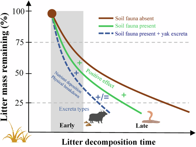 Yak (Bos grunniens) excreta further facilitate the positive effects of soil fauna on litter decomposition in alpine meadow ecosystems