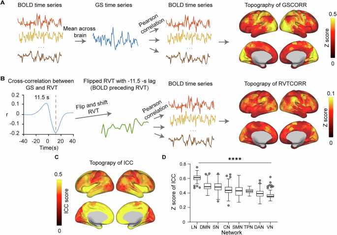 The functional overlap between respiration and global signal and its behavioral relevance