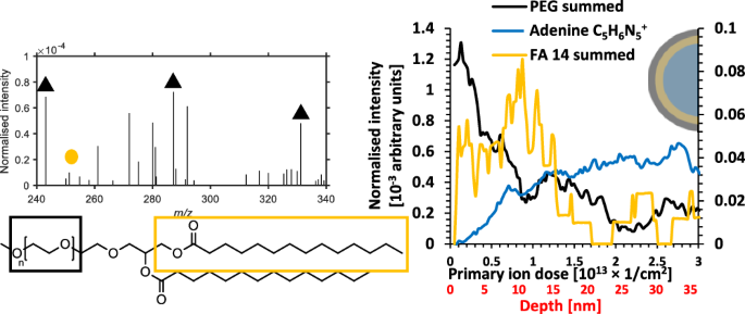 Study on molecular orientation and stratification in RNA-lipid nanoparticles by cryogenic orbitrap secondary ion mass spectrometry