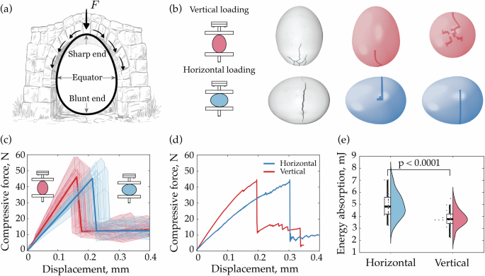 Challenging common notions on how eggs break and the role of strength versus toughness