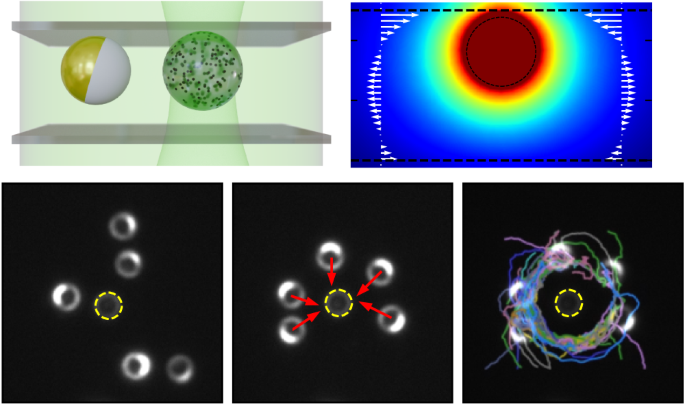 Regulated polarization of active particles in local osmotic flow fields
