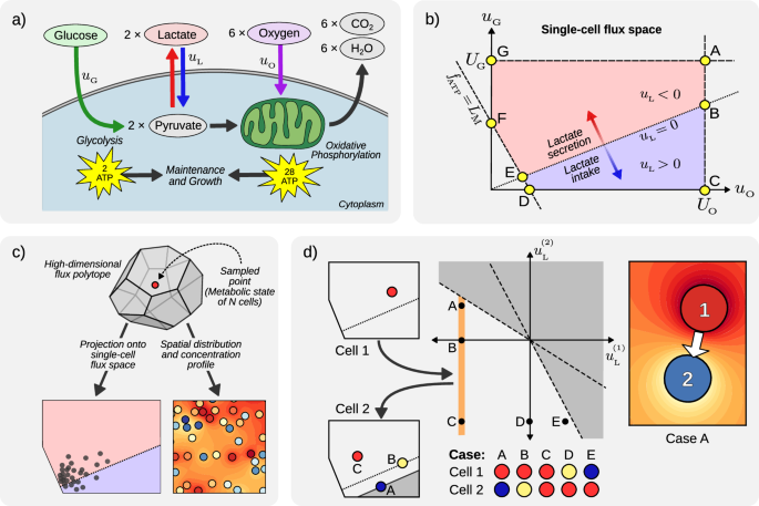 Metabolic coordination and phase transitions in spatially distributed multi-cellular systems