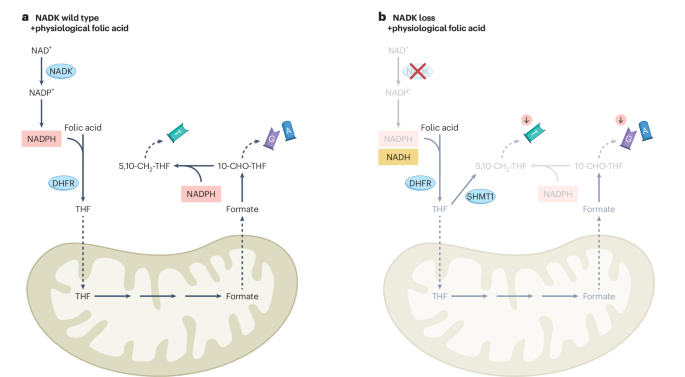 NAD kinase essentiality in cancer: in real life, it is all about folates