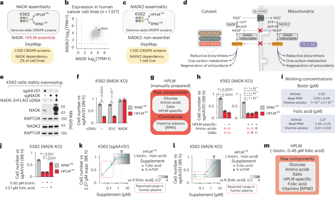Cytosolic NADK is conditionally essential for folate-dependent nucleotide synthesis