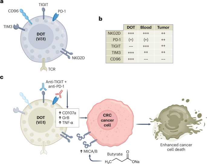 DOT cells for colorectal cancer immunotherapy