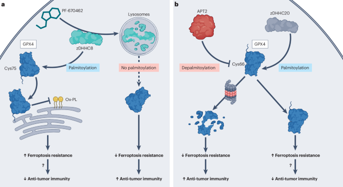 Palmitoylation regulates ferroptosis and anti-tumor immunity