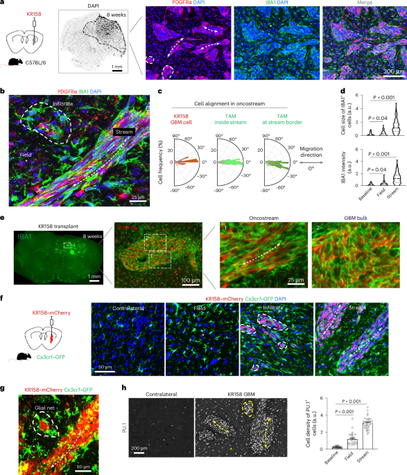 Glioblastoma shift from bulk to infiltrative growth is guided by plexin-B2-mediated microglia alignment in invasive niches