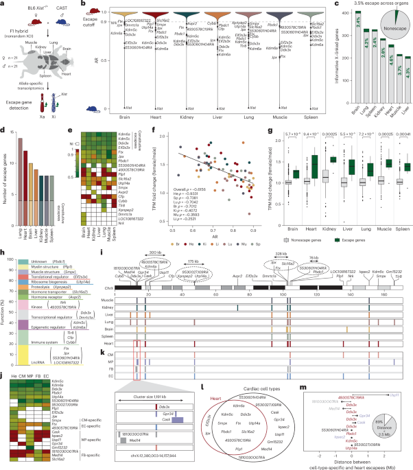 Aging promotes reactivation of the Barr body at distal chromosome regions