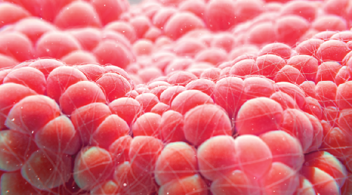 Mid-life adipogenesis | Nature Aging