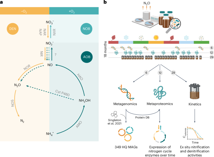 Long-term multi-meta-omics resolves the ecophysiological controls of seasonal N2O emissions during wastewater treatment