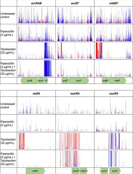 Tazobactam selects for multidrug resistance