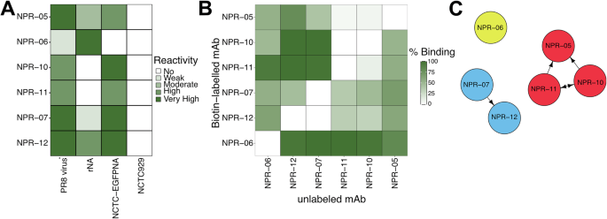 Kinetic MUNANA assay reveals functionally relevant antibody epitopes on Influenza A virus neuraminidase