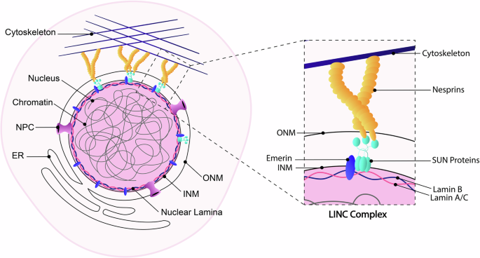 Nuclear envelope proteins, mechanotransduction, and their contribution to breast cancer progression