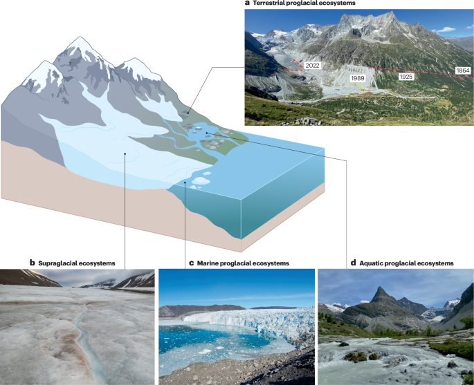 Impacts of deglaciation on biodiversity and ecosystem function