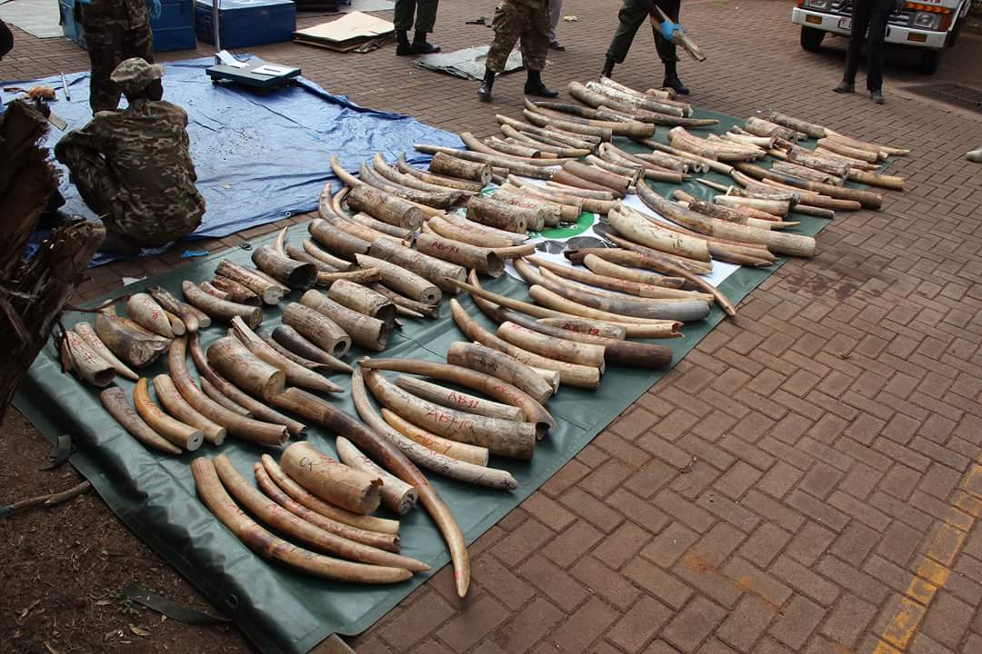 Hero rats among the global anti-poaching efforts affected by U.S. funding cuts