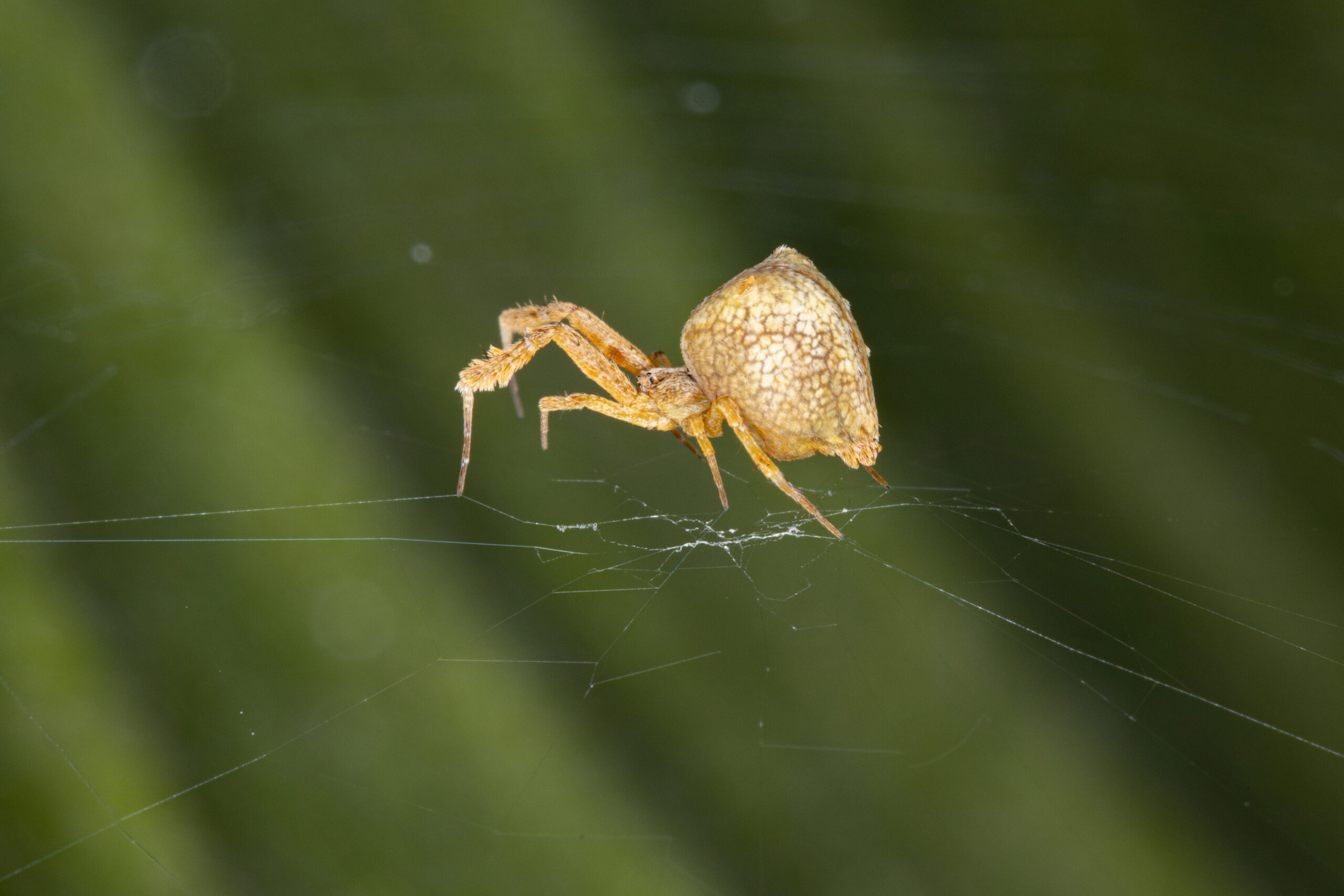 First ever gene-edited spider spins webs of glowing red silk