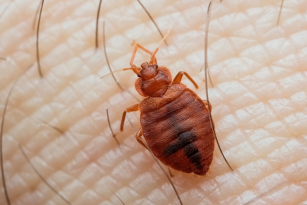 Bed Bugs May be The First Human Pest, Having Spread to Neanderthals 60,000 Years Ago