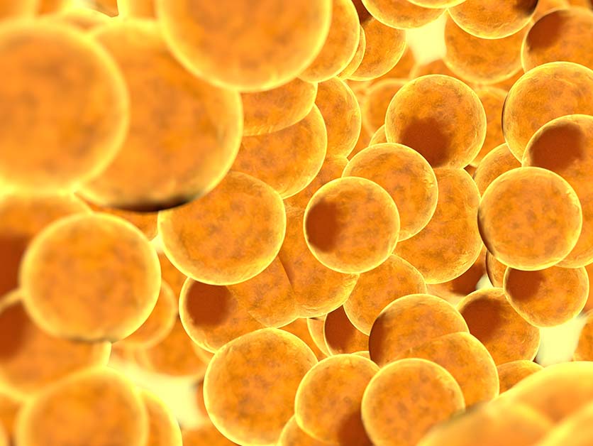 Sensing Fat – Life Sciences | Weizmann Wonder Wander