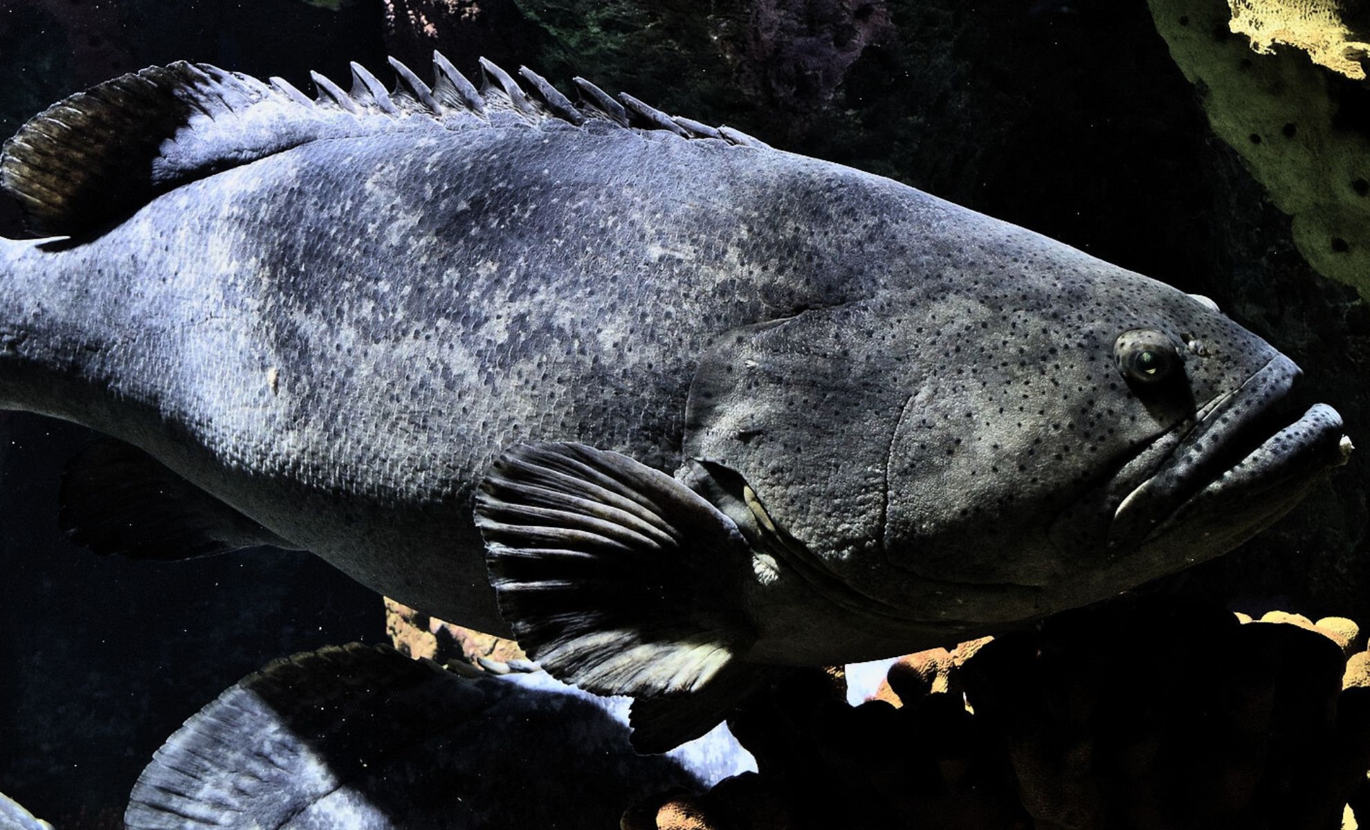 That Sharp Dental Pain? Blame It on Armored Creature That Lived 500 Million Years Ago