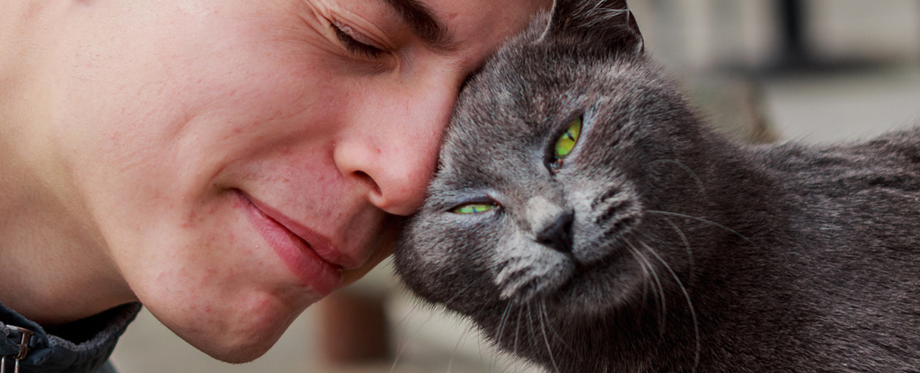 Study Reveals How Your Cat Remembers Who You Are : ScienceAlert