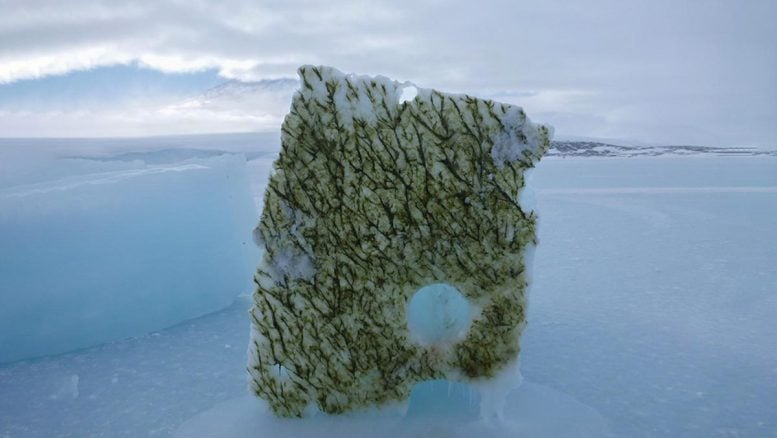Melting Ice Is Changing the Color of the Ocean – And Scientists Are Alarmed